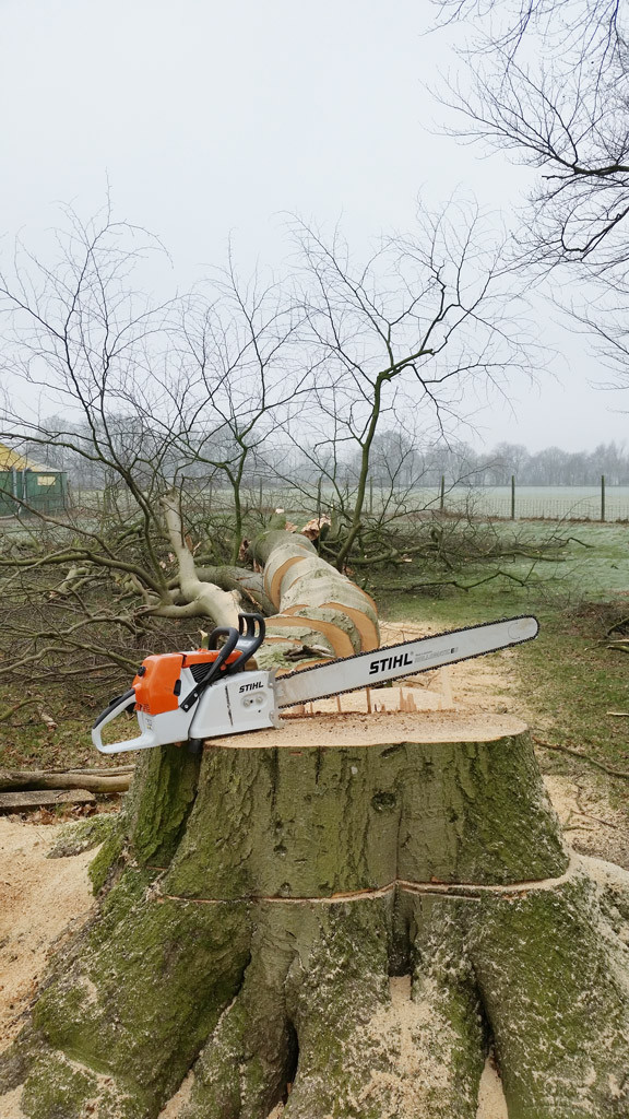Harries Lehmann Gartenservice zerlegt die gefällten Bäume vor Ort in transportable Stücke